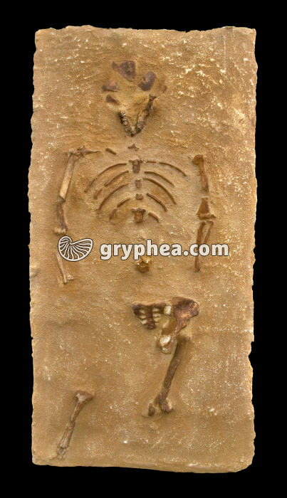 Lucy (Australaupithecus afarensis, 3,2 Ma) - Moulage du squelette - gryphea.com